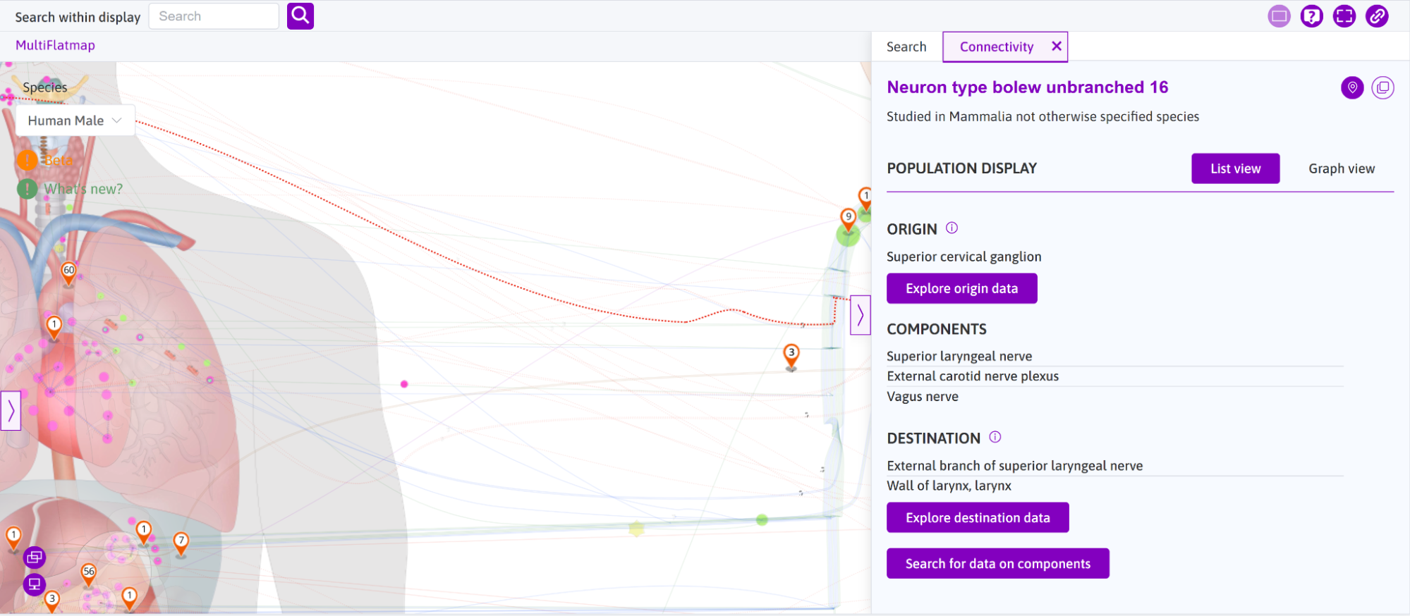 The selected connection "Neuron type bolew unbranched 16" with detailed information shown in the sidebar.