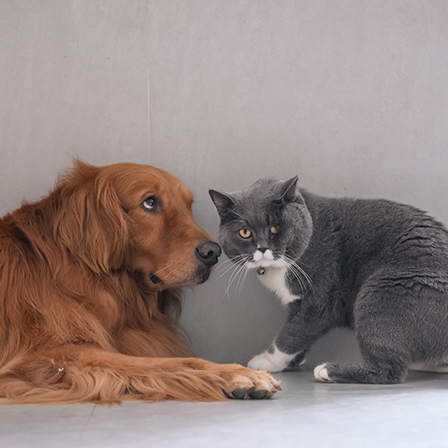 dog_and_cat.jpg