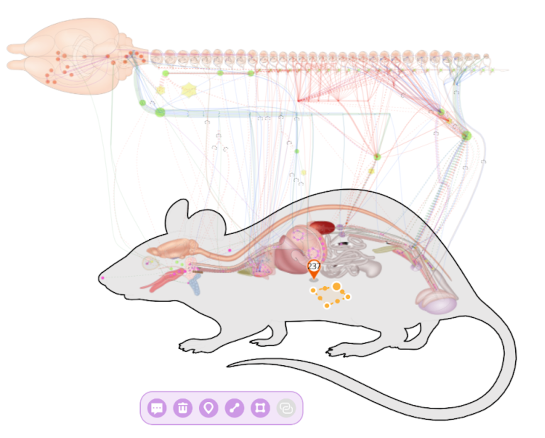 The Mouse Flatmap with a Polygon drawn on its body.