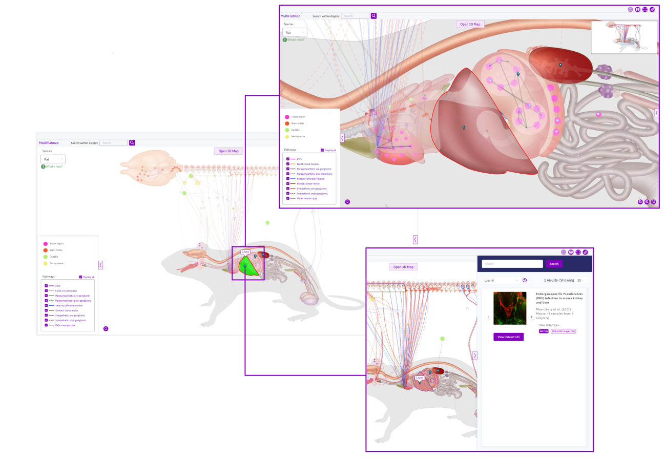 Figure 8: Selecting an anatomical structure (e.g. the Liver) on the rat flatmap.