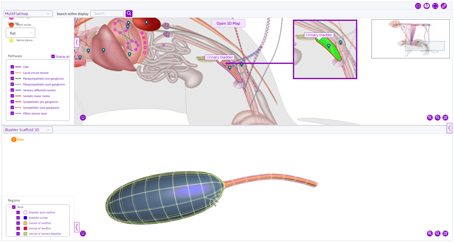 Figure 11: Clicking on anatomical features like the urinary bladder opens the scaffold of the organ. Note that the multi-map view will not be triggered. The multi-view was set up for explanatory purposes.