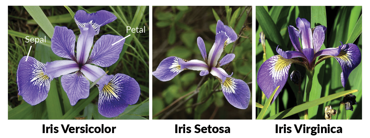 Iris Classification