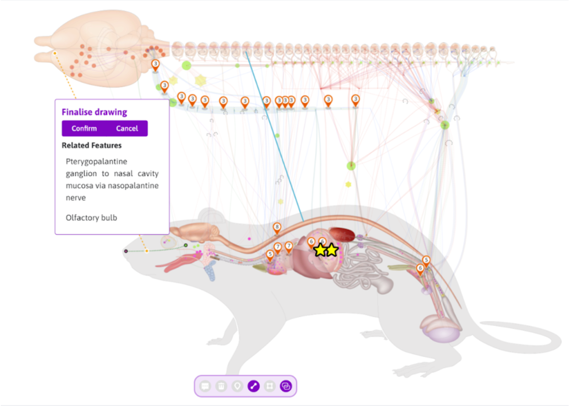 The Rat Flatmap with a LineString drawn on it.