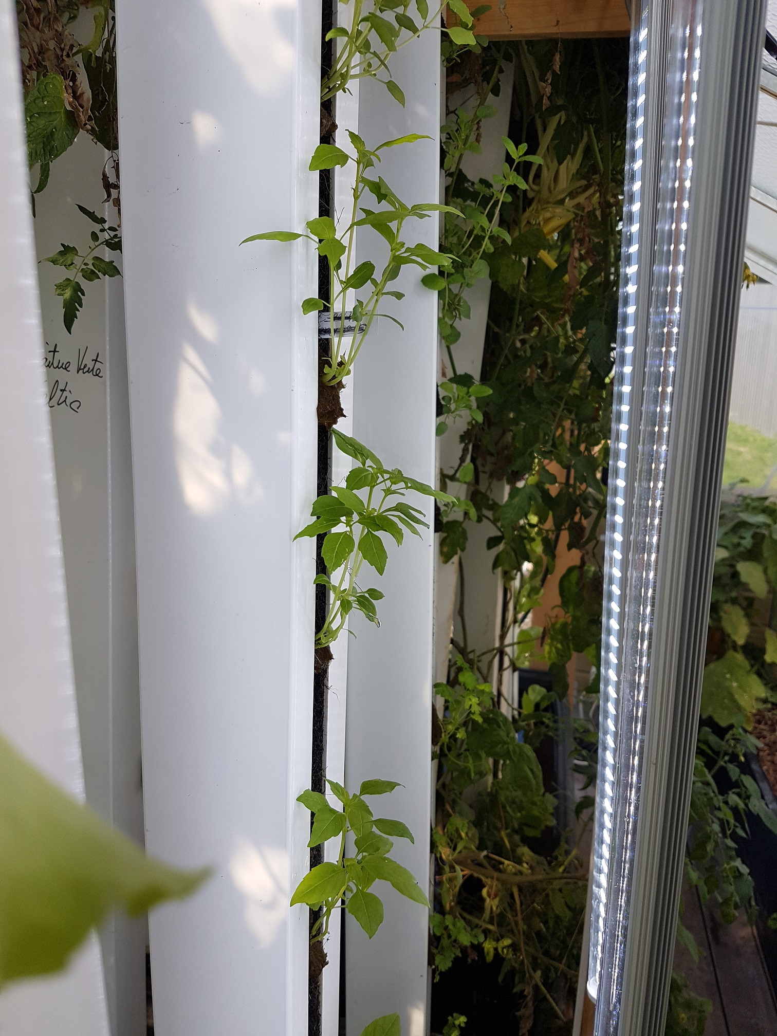 Positionnés à la verticale, les bandeaux de LED blanches permettent d’améliorer la croissance et le développement des cultures sur toute la hauteur de tours ZipGrow. L’intégration de l’éclairage ne gène pas le déploiement de l’écran thermique, très utile en hiver.
