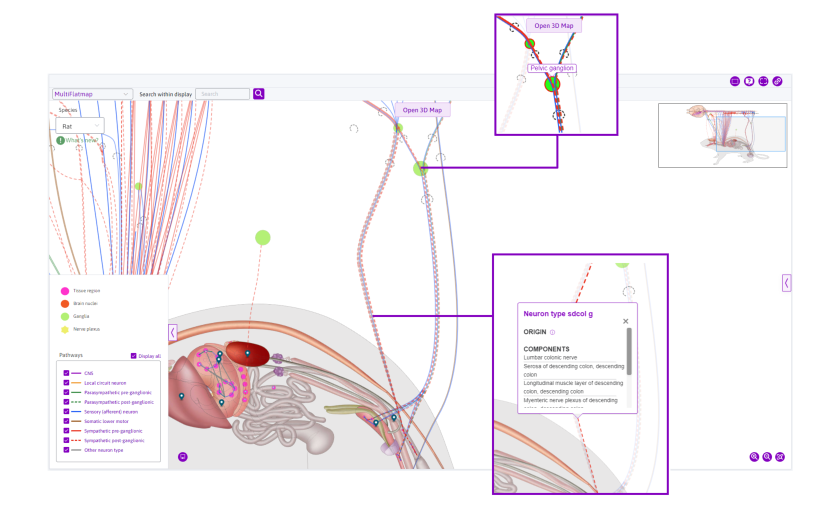 Figure 9: Selecting the pelvic ganglion highlights the feature and connected paths. Selecting the path ‘Neuron type sdcol g’ prompts a tooltip with further information.