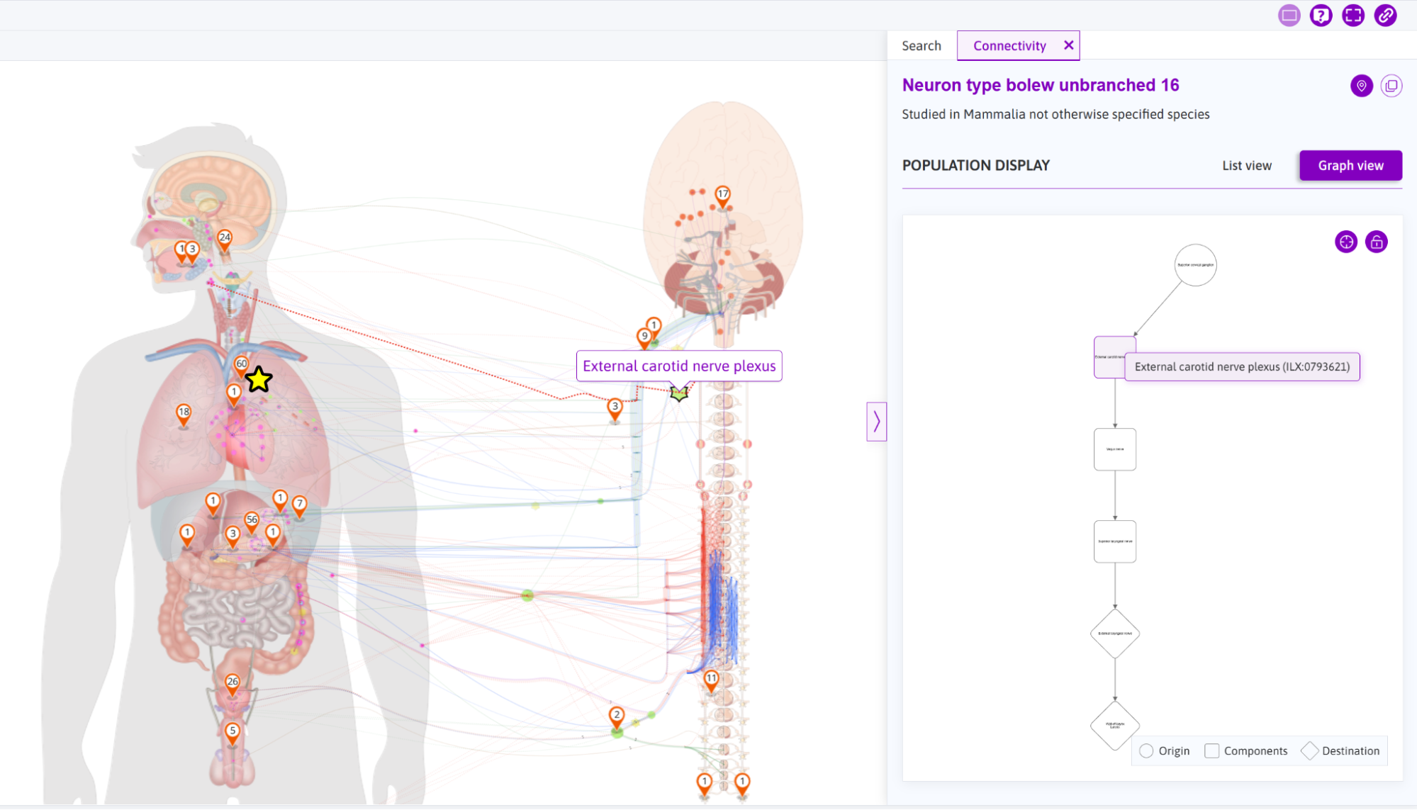 Hovering over a node highlights corresponding anatomical features on the map.