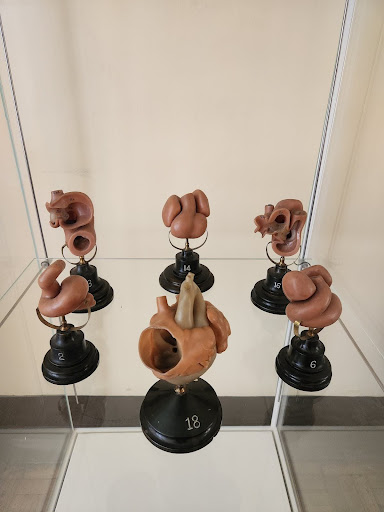 Conference attendees enjoyed viewing a set of wax models of the human heart, made at the Ziegler Studio during the 19th century. These models are part of a wider collection of historic teaching aids, which is held by the University of Birmingham.