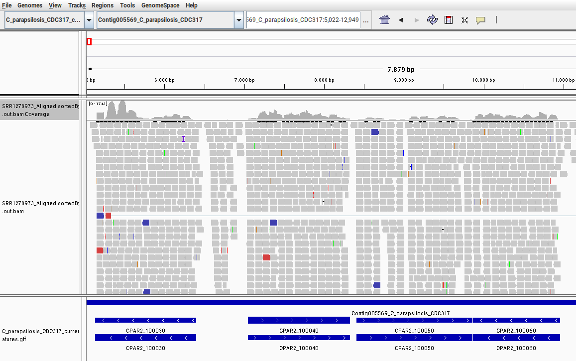 Fig. 9: Screenshot from IGV showing the mapped RNA-Seq data to the C. parapsilosis reference genome. Only a small region in the beginning of the chromosome “Contig005569” is shown.