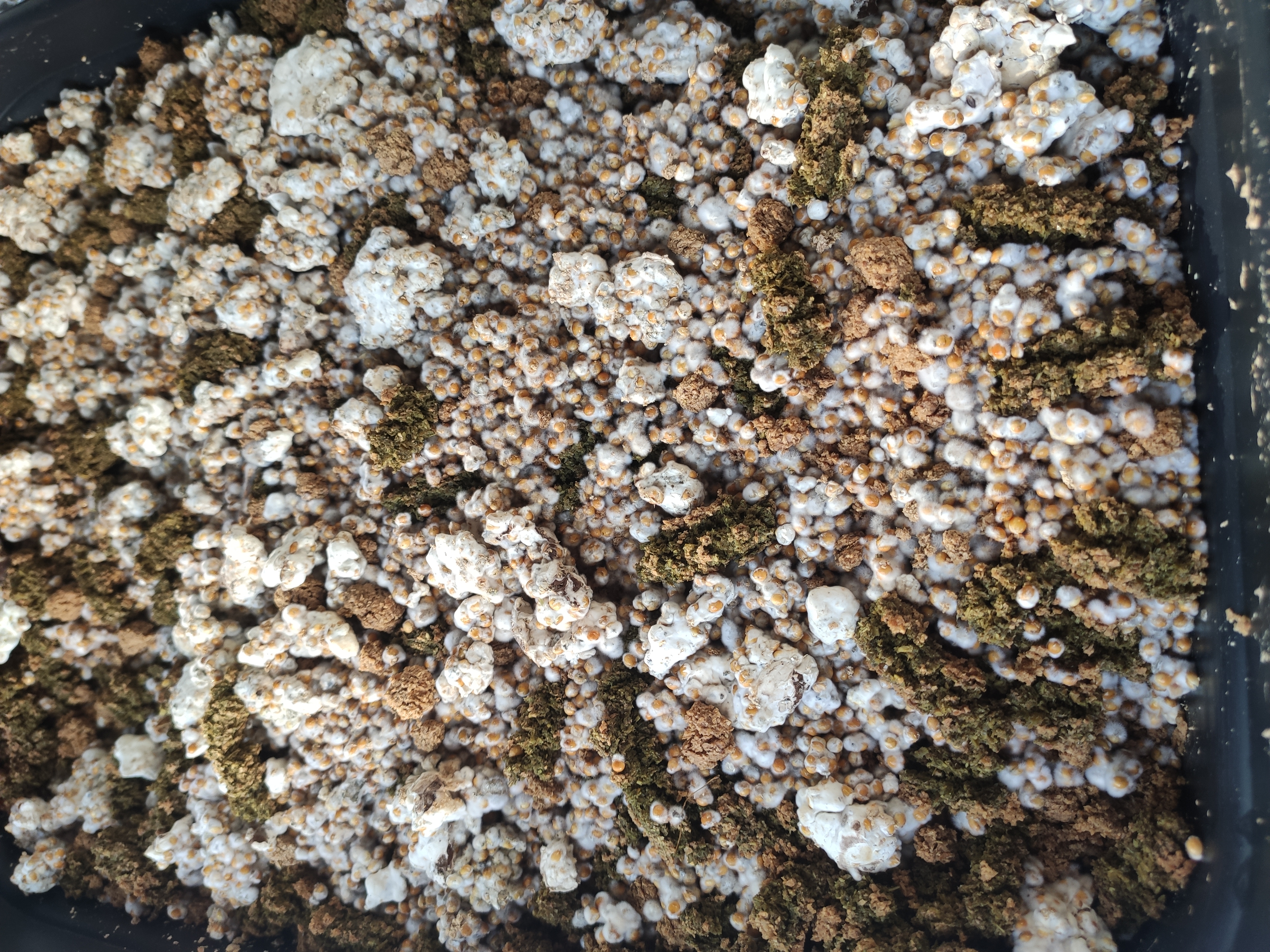 Mycélium de shiitaké mélangé aux pellets