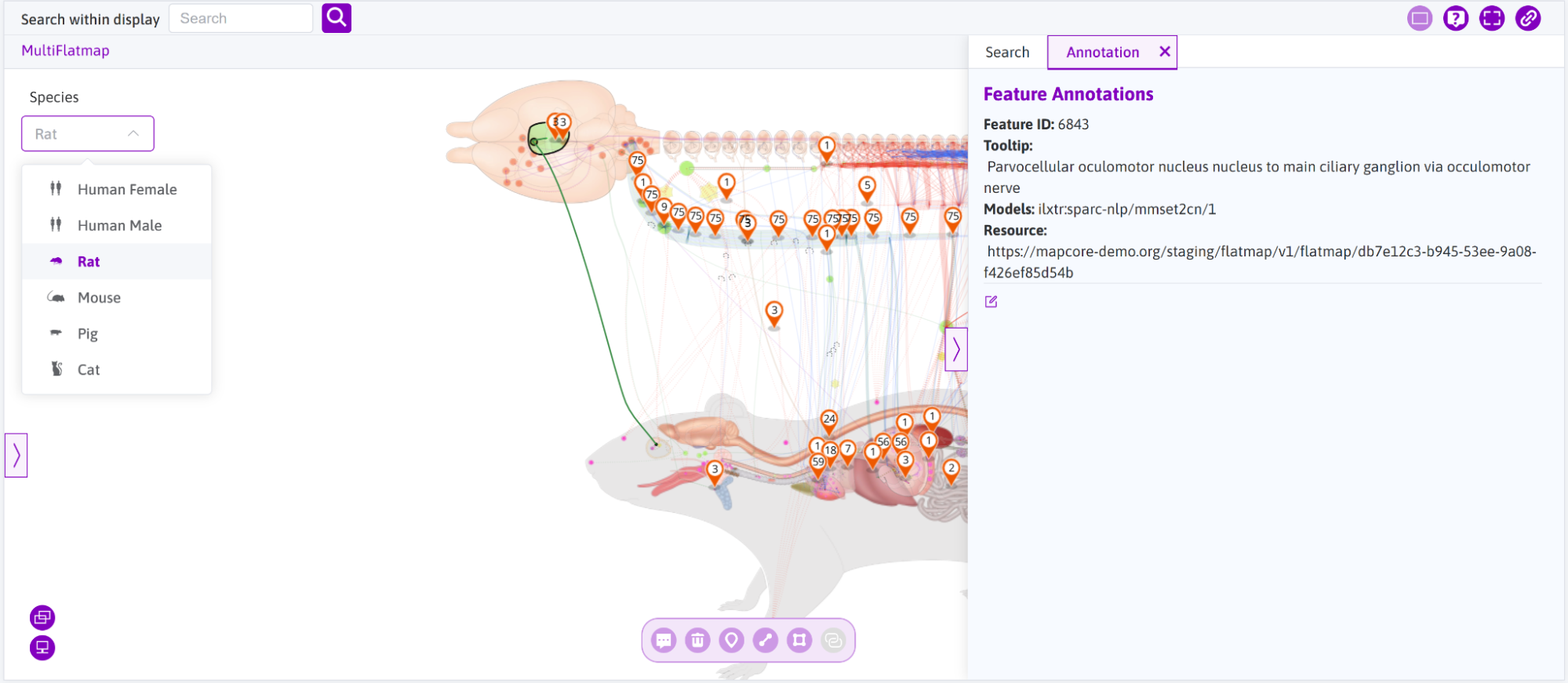 The Rat Flatmap with an annotation sidebar for a selected connection.