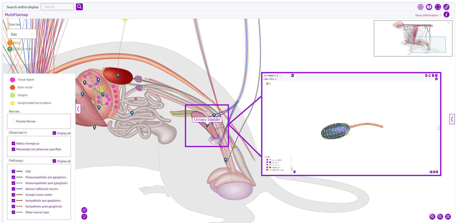 Figure 11: Clicking on anatomical features like the urinary bladder opens the scaffold of the organ. Note that the multi-map view will not be triggered. The multi-view was set up for explanatory purposes.
