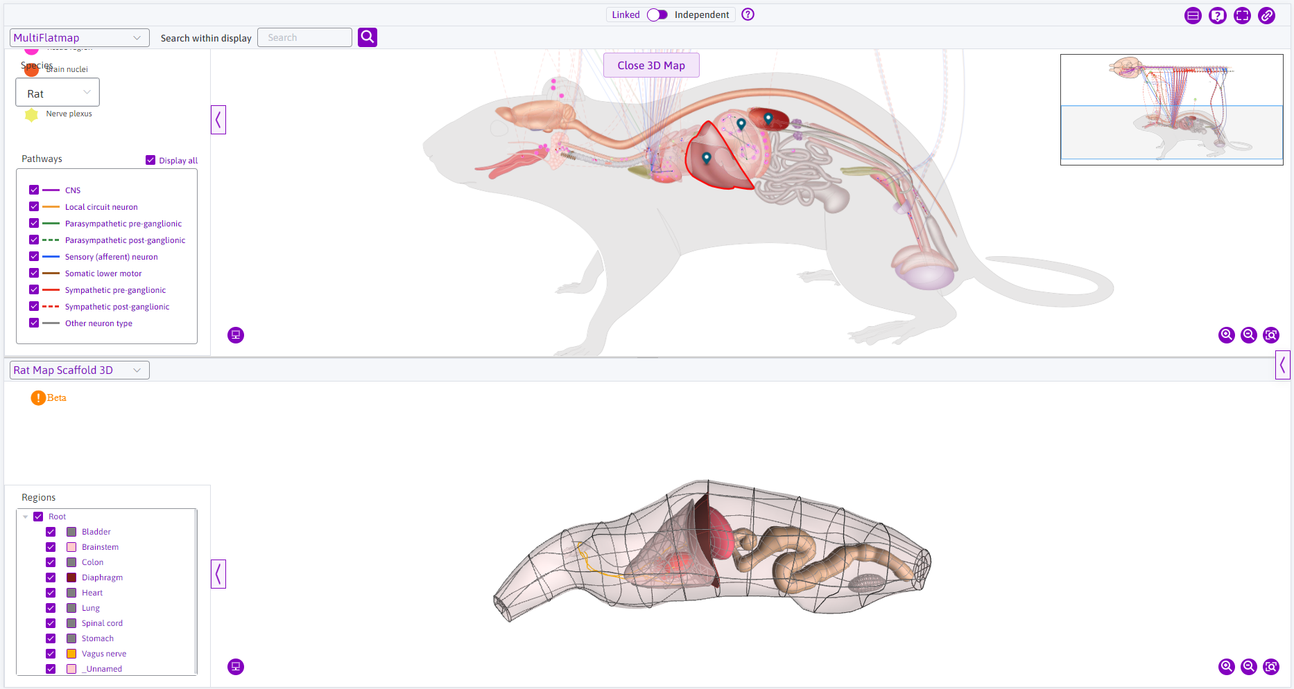 Figure 3: The multi-flatmap view with the 3D rat map displayed below.