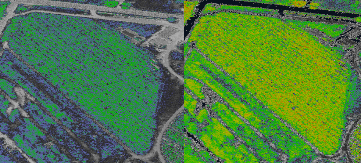 Young crop data captured at the same time and region. SAVI (left) vs MSAVI (right).