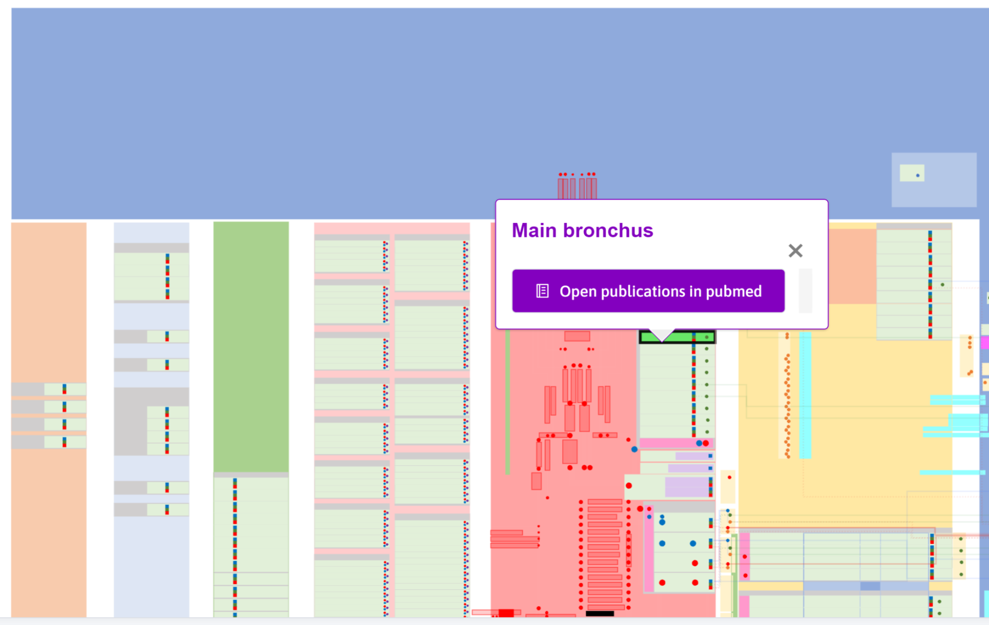 Main bronchus popup