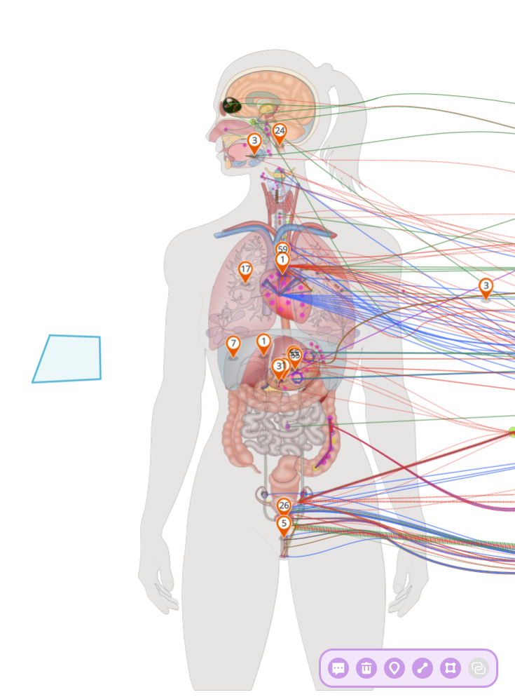 Human Female Flatmap with a Polygon drawn next to it.