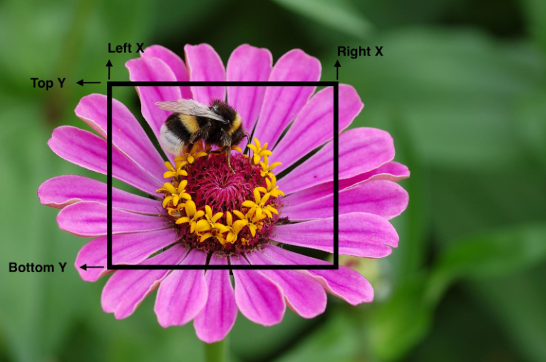 Image with crop coordinates on the X and Y scale