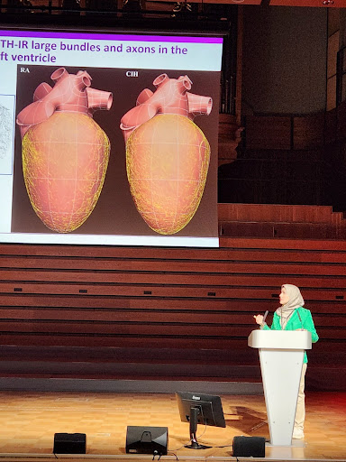 Dr. Bizanti presents cardiac innervation changes in a model of intermittent chronic hypoxia using 21st century finite-element models developed by SPARC DRC.