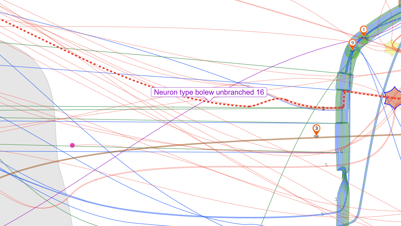 The "Neuron type bolew unbranched 16".