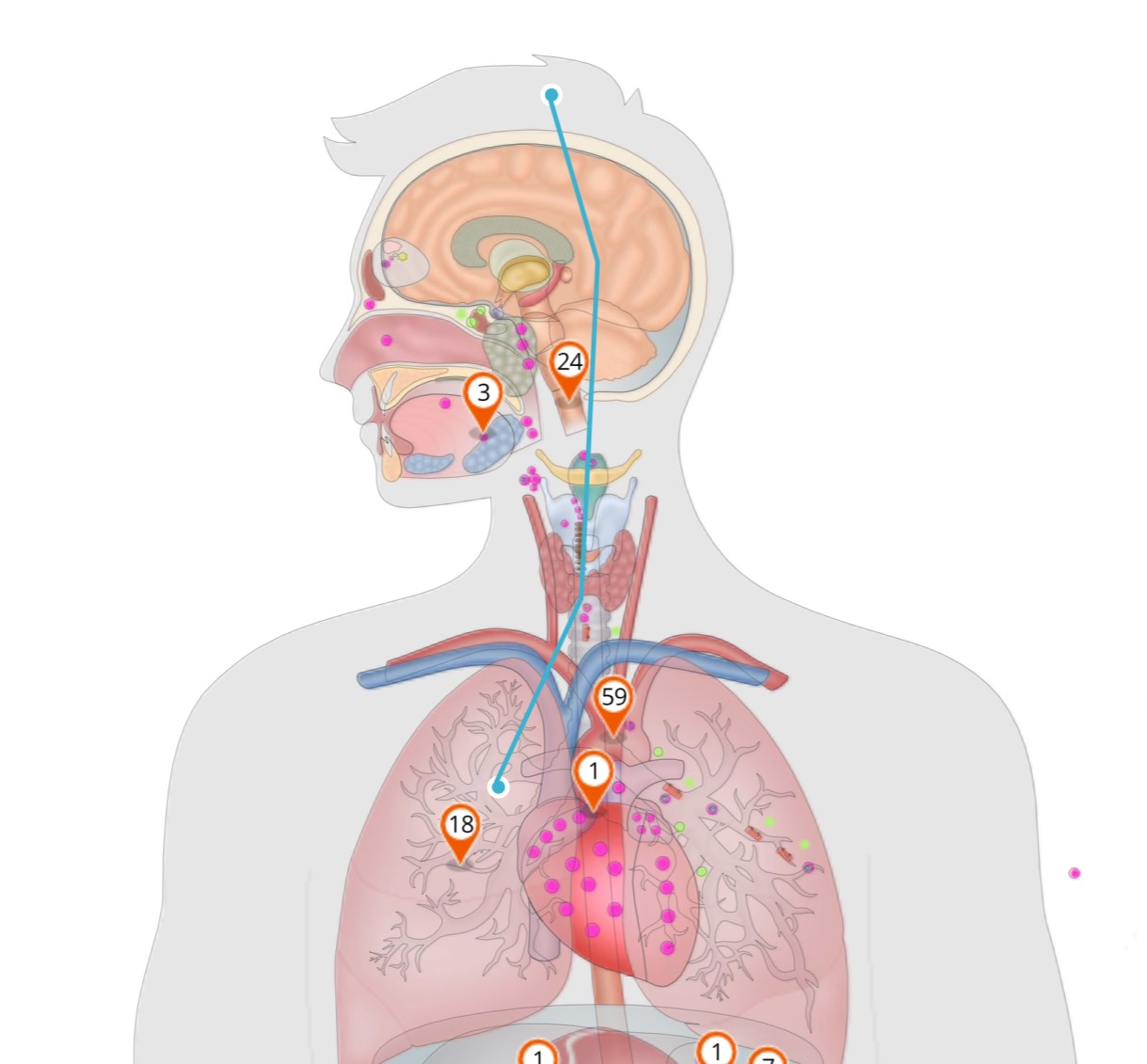 An approximate route connects the points on the Human Male flatmap.