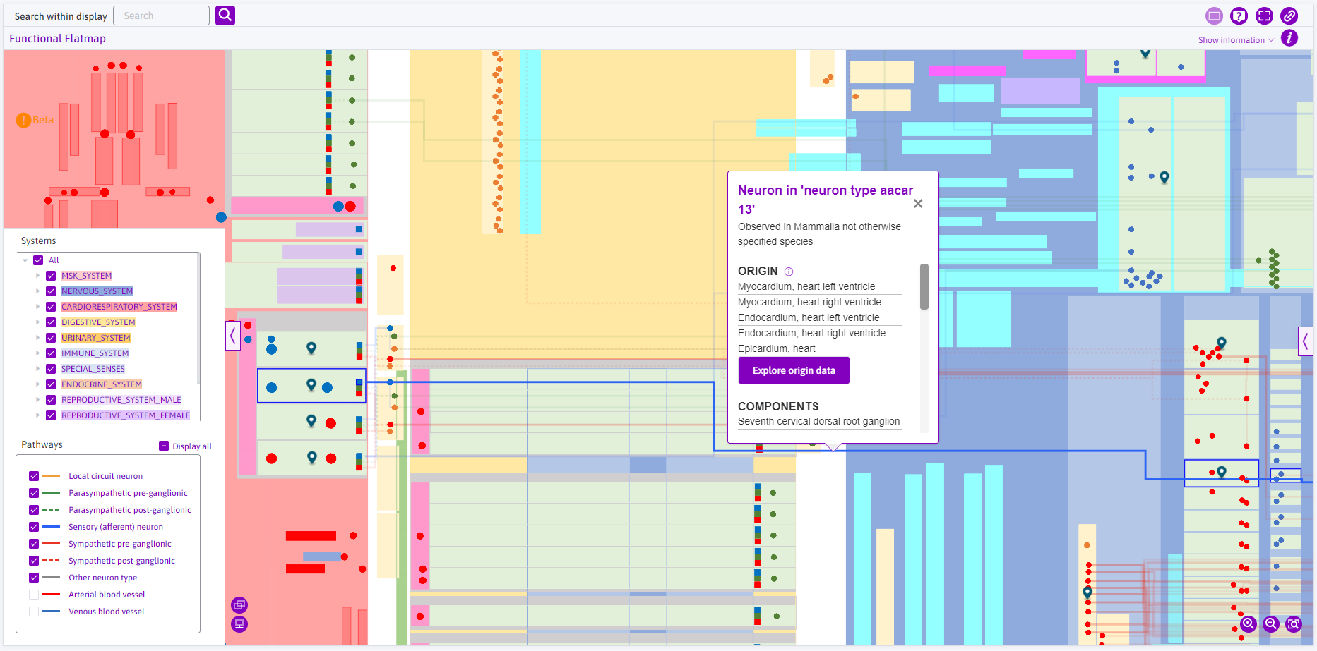 Figure 11: Selecting the neuron ‘aacar 13’ prompts the tooltip with information.