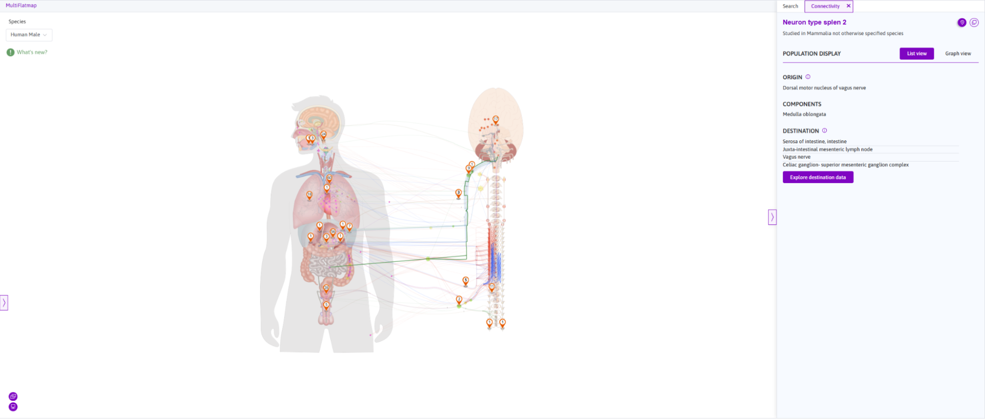 The Locate feature centers and highlights "Neuron type splen 2."