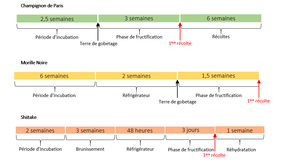 groupe.png Résumé des étapes de culture pour chaque variété.
