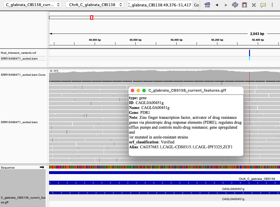 Fig. 6: A SNP detected in the PDR1 - a gene directly involved in the emergence of drug resistance in C. glabrata.